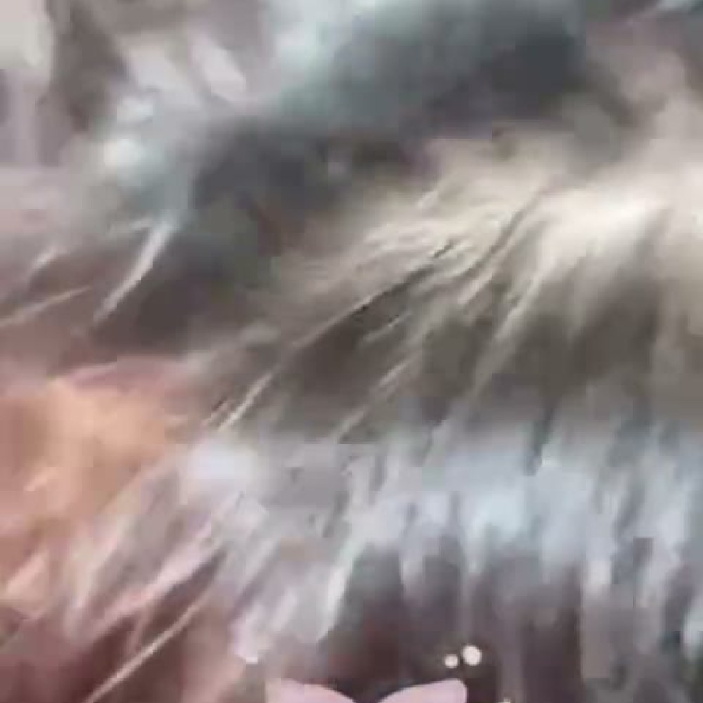 Dood – P40 Biya Pwetiebiy Cakep Abg 18Yo Update 40